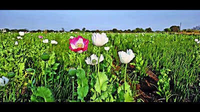 opium-plants-worth-73l-seized-from-onion-farm.jpg