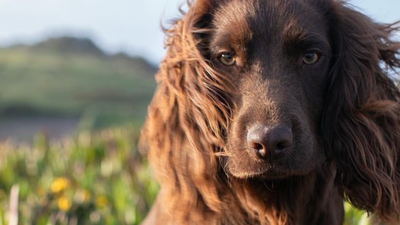 meet-otto-the-new-member-of-british-royal-family-who-just-turned-1.jpg
