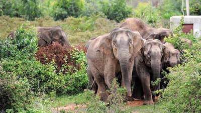 selfie-attempts-goes-horribly-wrong-as-tamil-nadu-man-trampled-to-death-by-elephant.jpg