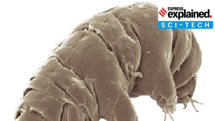 tardigrades.jpg