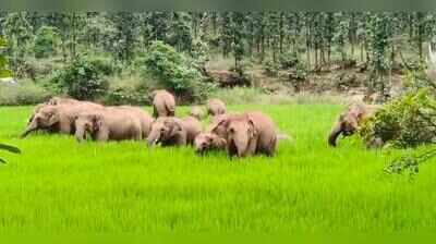 858dc924-b829-4d22-a883-2f7697aa0c72_a_herd_of_elephant_in_tatijharia_recentlyvishvendu_jaipuriarjpg.jpg