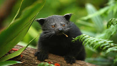 binturong.jpg