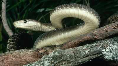 black-mamba-snake-isnt-actually-black-heres-why-it-got-its-name.jpg