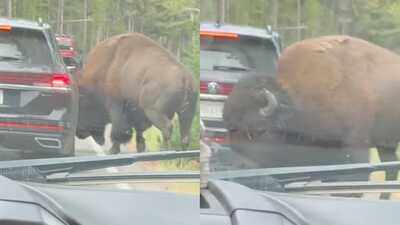 in-yellowstone-national-park-viral-video-shows-bison-popping-a-car39s-tyre-know-how-it-happened.jpg