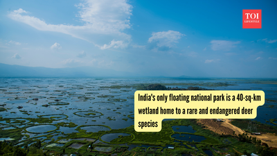 india39s-only-floating-national-park-is-a-40-sq-km-wetland-home-to-a-rare-and-endangered-deer-species.jpg