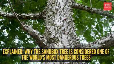 sandbox-tree.jpg