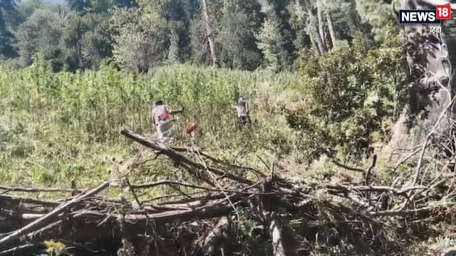 खेत में लहलहा रही थी मनाला क्रीम की फसल अचानक धमक पड़ी की टीम कुछ ही मिनटों में तबाह हुआ सबकुछ…